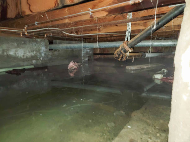 Best Water damage restoration experts  in Holbrook, AZ