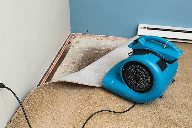 Best Professional water damage repair  in Holbrook, AZ